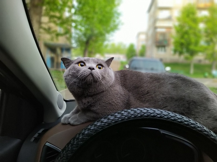 ��� ������
