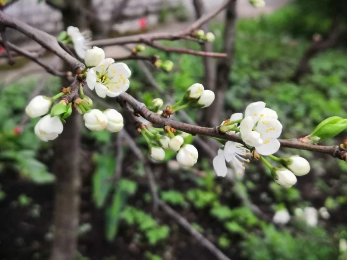 Spring - My, Spring, Bloom, The Awakening of Nature