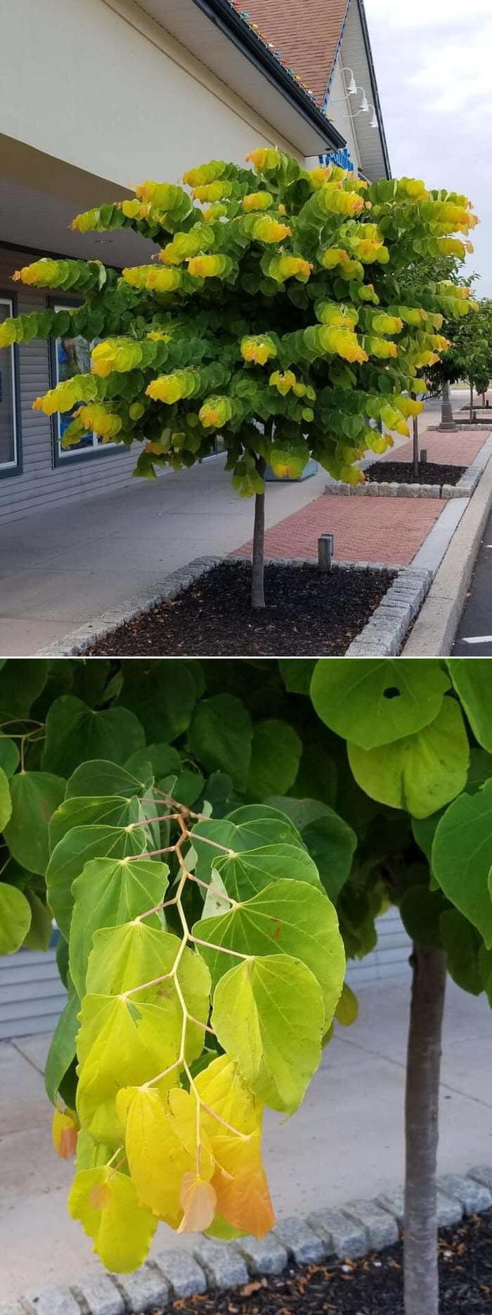 The sight of this tree dazzles your eyes - Gradient, Leaves, Longpost