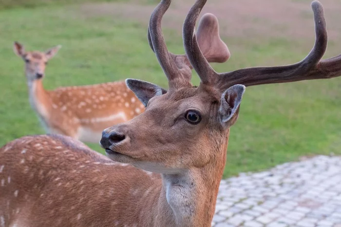 Handsome - My, Deer, Germany, The photo