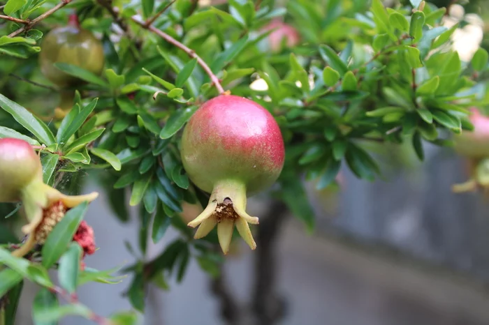 A little more flora for your feed - My, Flowers, Italy, Nature, Longpost