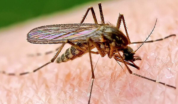 Малярийный комар в крыму фото и описание