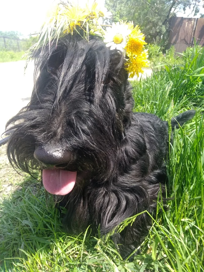 The good boy is two years old today) - My, Scotch Terrier, Birthday, Dog