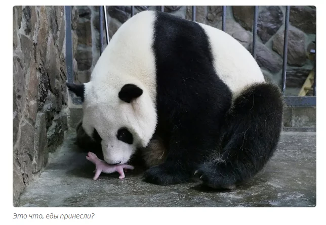 Почему новорожденные панды настолько крошечные? Панда, Животные, Детеныш, Книга животных, Яндекс Дзен, Длиннопост Почему новорожденные панды настолько крошечные? Панда, Животные, Детеныш, Книга животных, Яндекс Дзен, Длиннопост