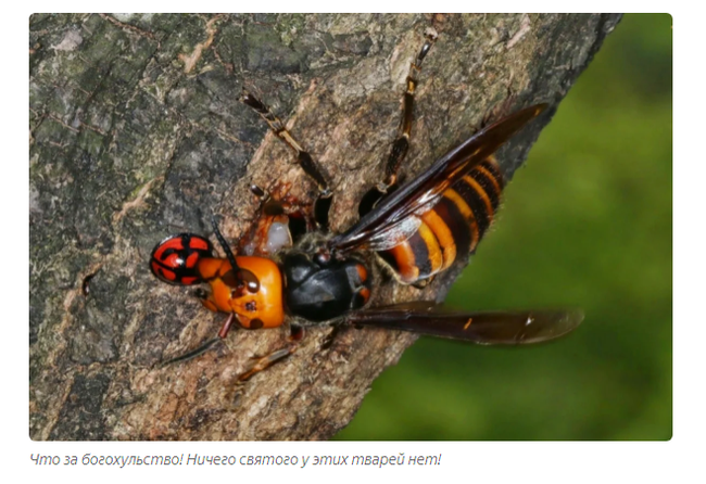 Giant Murder Hornet: Never touch the hornets! - Hornet, Insects, Animals, Yandex Zen, Video, Longpost