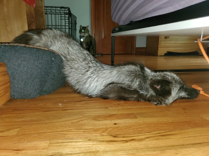 Лиса растеклась