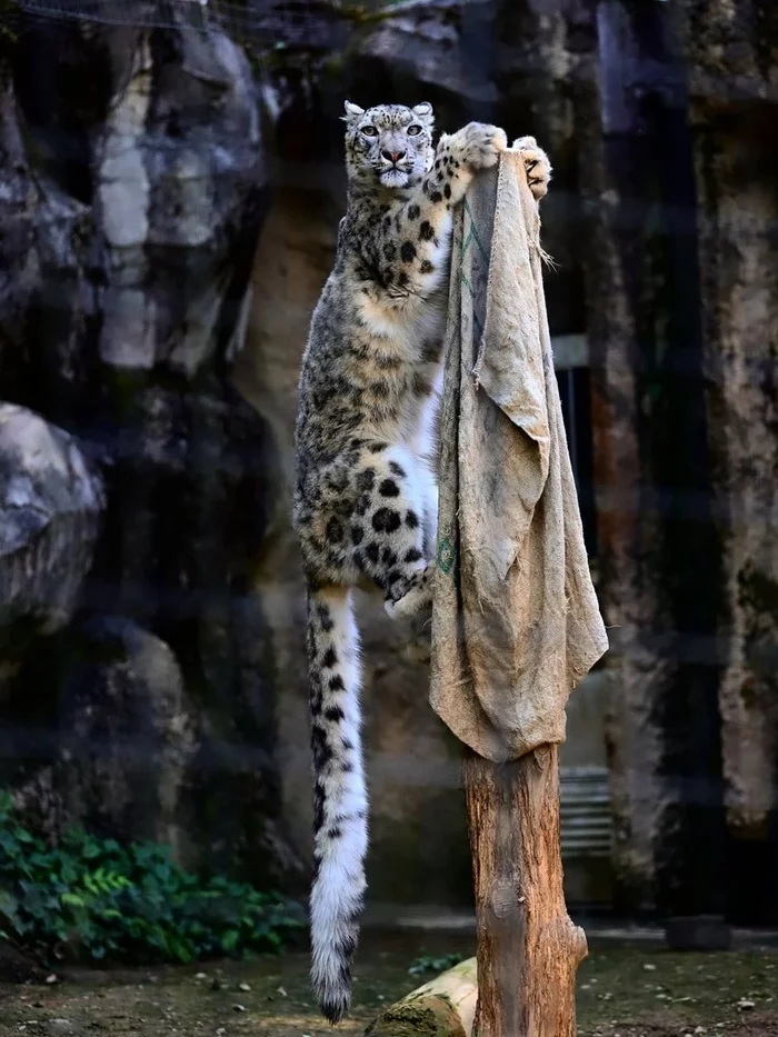 Tenacious claws post - Leopard, Tail, Claws, The photo, Leopard, Snow Leopard