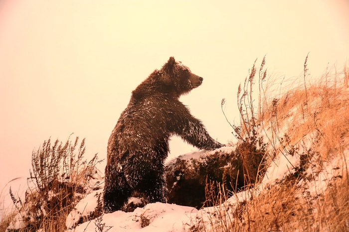 Хорошая берлога - это залог здоровья!