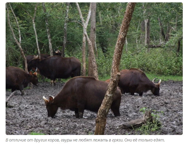 Gaur: Aggressive mountain of lean muscle. Eats dirt, breaks tigers, hates people - Bull, Animals, Animal book, Yandex Zen, Longpost