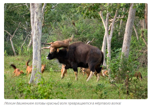 Gaur: Aggressive mountain of lean muscle. Eats dirt, breaks tigers, hates people - Bull, Animals, Animal book, Yandex Zen, Longpost