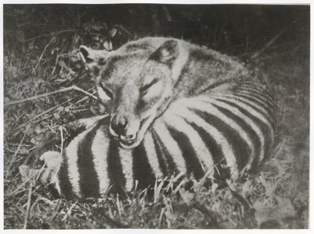 Rare video footage of the extinct Tasmanian wolf, the thylacine, was discovered in the archives. - Biology, Animals, Video, Longpost, Nature, The national geographic