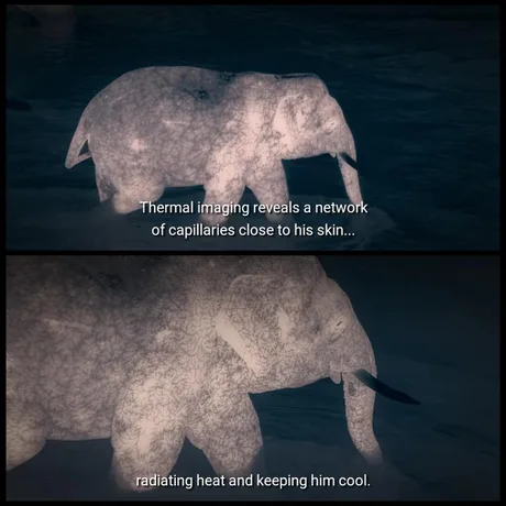 Это просто слон в тепловизоре