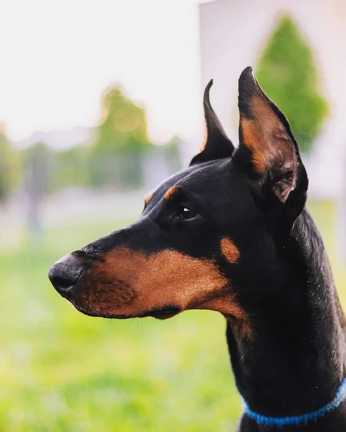 Doberman in good hands, Tatarstan - My, No rating, Doberman, Naberezhnye Chelny, Dog, Longpost