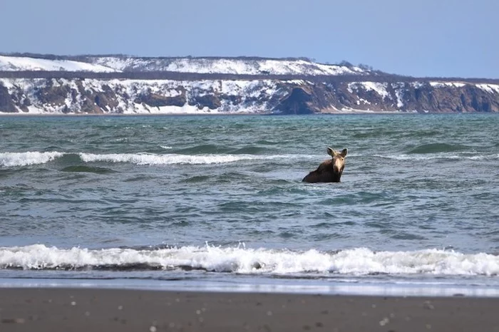 Moose in the ocean - Nature, Elk, Zoology, Elementy ru