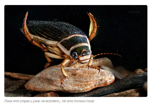 Swimming beetle: The most terrible inhabitant of Russian lakes - Beetle Floater, Animals, Yandex Zen, Longpost