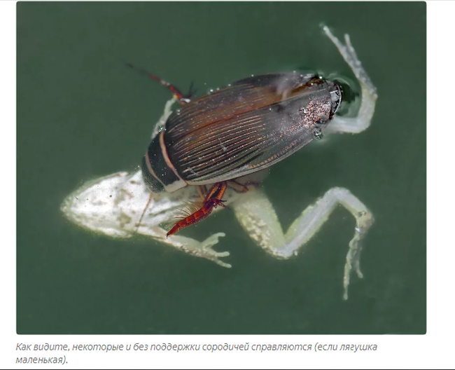 Swimming beetle: The most terrible inhabitant of Russian lakes - Beetle Floater, Animals, Yandex Zen, Longpost