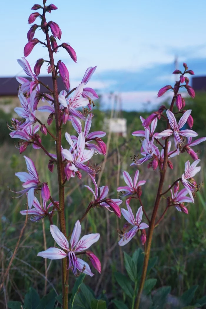 Yasenets Caucasian or the burning miracle of nature - My, Fraxinella, Botany, Flowers, Kuban, Spring, Sony a5000, Video, Longpost