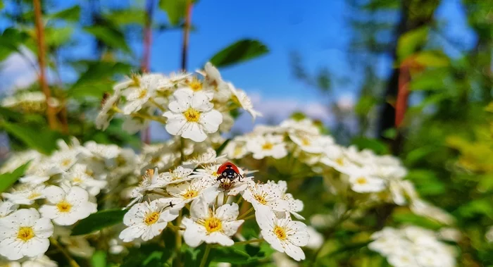 Hello) - My, Spirea, ladybug, Village, beauty, Macro photography, Insects, The photo