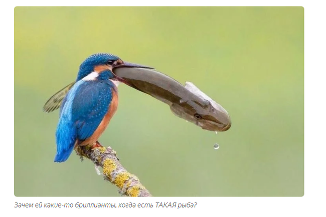 Kingfisher: Tough Russian Hummingbird Fishes Like God - Kingfisher, Birds, Animals, Yandex Zen, Longpost