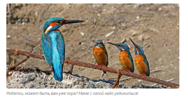 Kingfisher: Tough Russian Hummingbird Fishes Like God - Kingfisher, Birds, Animals, Yandex Zen, Longpost