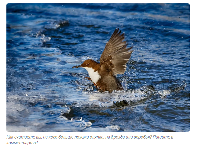 Dipper: Hardcore Terminator Sparrows - Olyapka, Birds, Animal book, Yandex Zen, Longpost