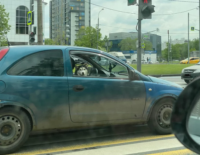 I'm going, I'm going, I'm going, I'm going - My, Dog, Behind the wheel, Sadness