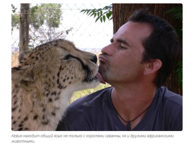 Kevin Richardson: The Rough Guy Who Became the Lion Lord - a lion, Kevin Richardson, Zoology, Animals, Yandex Zen, Longpost, Wild animals, Big cats, South Africa