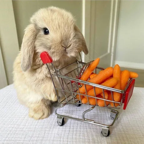 Who wants carrots!? - Milota, Rabbit, Carrot