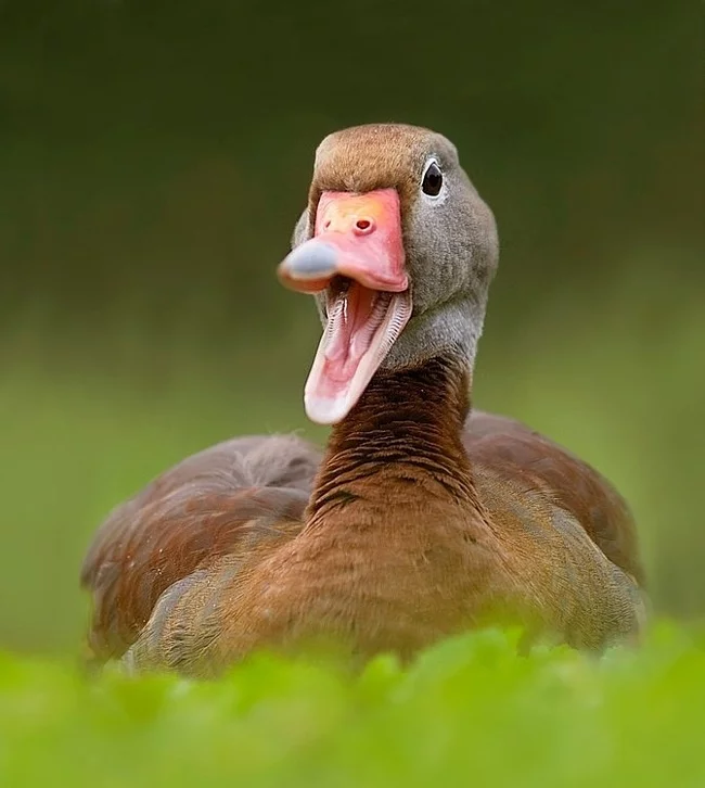 How to order duck? - Noise, Neighbours, Duck, Quack