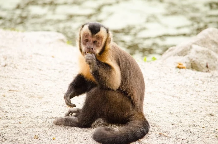 What is the difference between human behavior and monkey behavior? - The science, Economy, Experiment, Psychology, Decision-making, Longpost