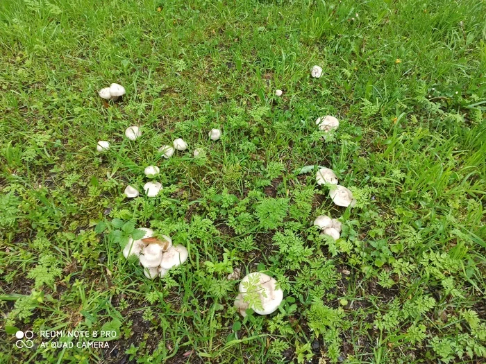 What kind of mushroom? - My, Dacha, Mushrooms, Silent hunt