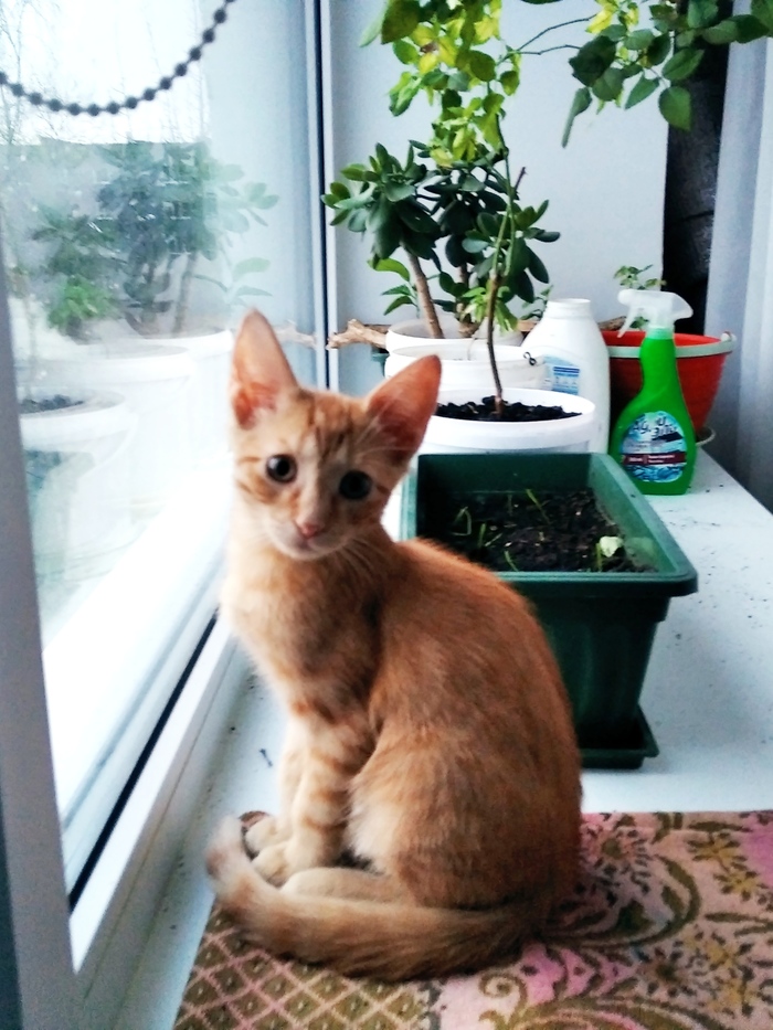 Помощник Кот, Животные, Длиннопост