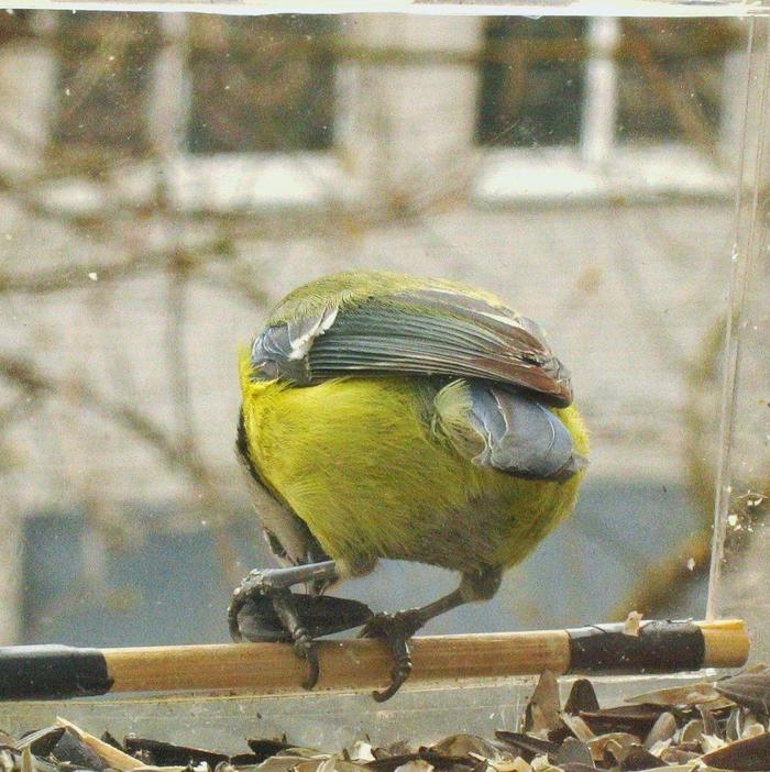Íîâûå ïòèöû â êîðìóøêå Ïòèöû, Êîðìóøêà, Ïðèðîäà, Ïðèðîäà Ðîññèè, Äëèííîïîñò