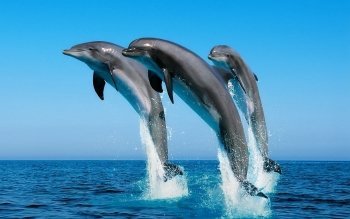 Дельфины... Дельфин, Дикая природа, Регенерация