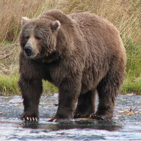 Kodiak - the giant of Alaska - The Bears, Kodiak, Wild animals, Sculpture, USA, Rhode Island