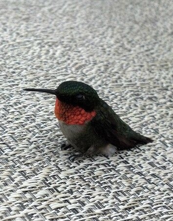 Busy - Armchair, Birds, The photo, Hummingbird