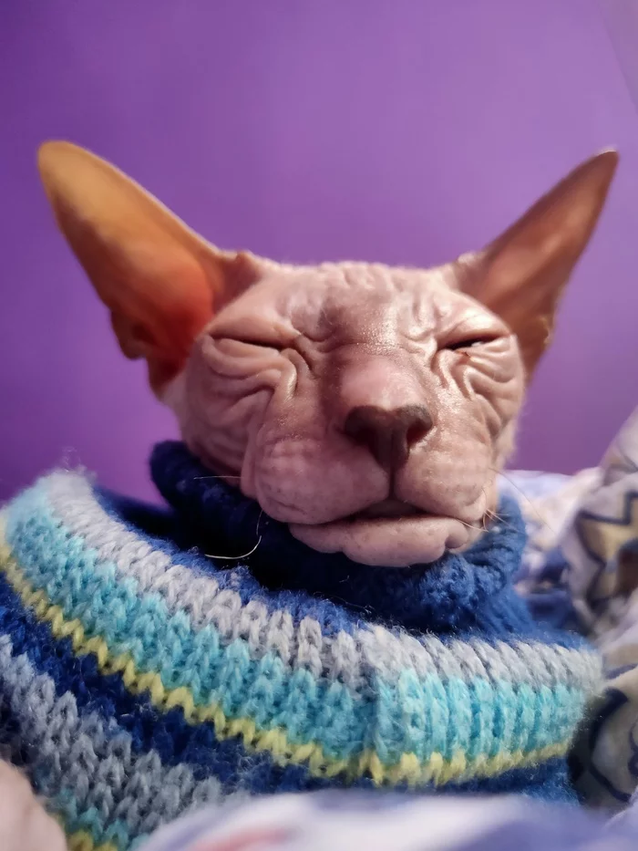 Catomafia - My, Don Sphynx, Impudence, cat