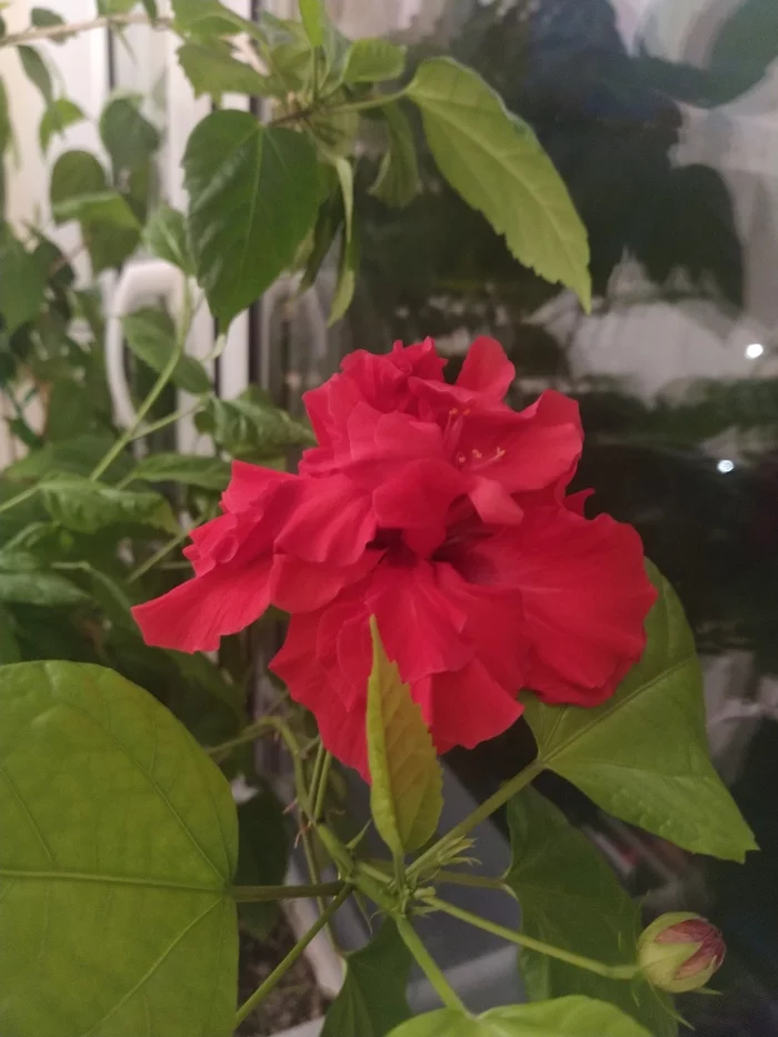 Hibiscus - My, Hibiscus, Flowers, Houseplants