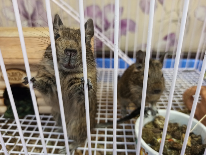 ���������� ����������