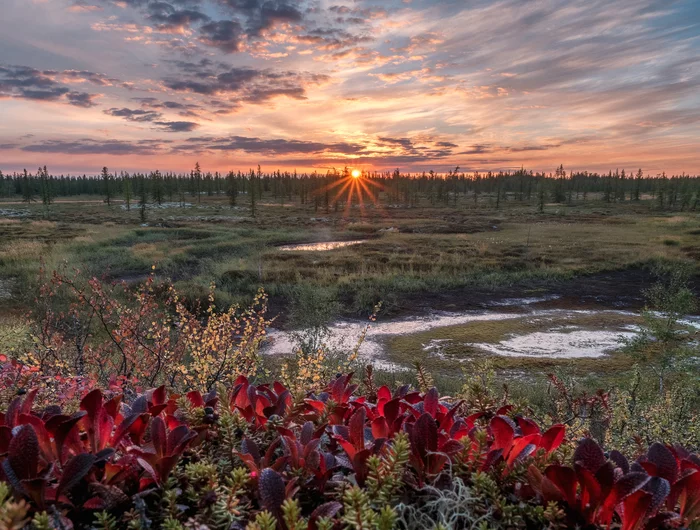 Picturesque evening in the forest-tundra - My, Yamal, Russia, Landscape, Tundra, Sunset, Forest, Lake, The photo