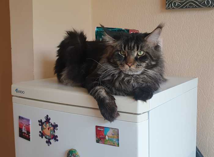 Access to the refrigerator is blocked - My, cat, Maine Coon