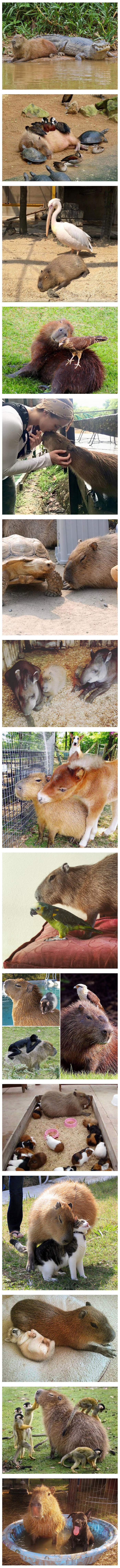 Everyone loves them, without exception. - Screenshot, Capybara, Video, Comments on Peekaboo, Longpost