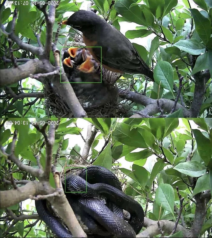 I installed a camera near the nest to watch the chicks grow up... - Animals, The photo, Video monitoring, Birds, Snake, Failure, Reddit