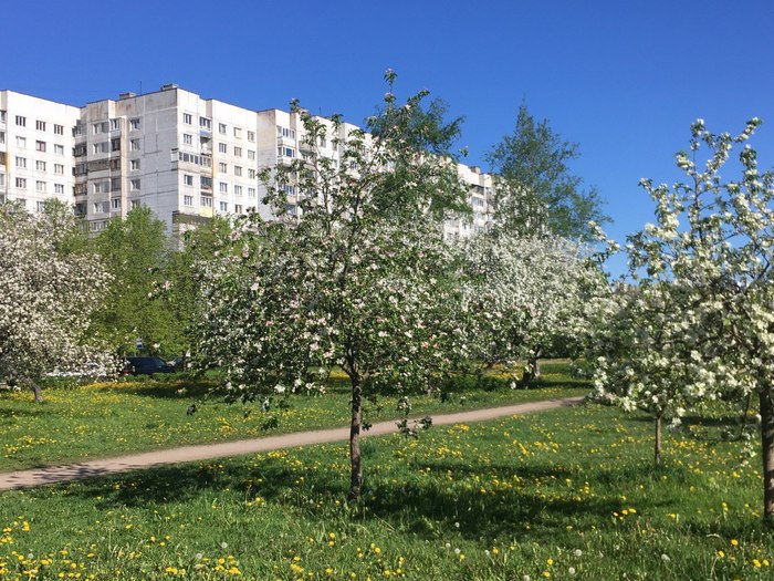 Яблоневые сады на Пулковском шоссе в Петербурге Санкт-Петербург, Яблоня, Цветы, История, Длиннопост