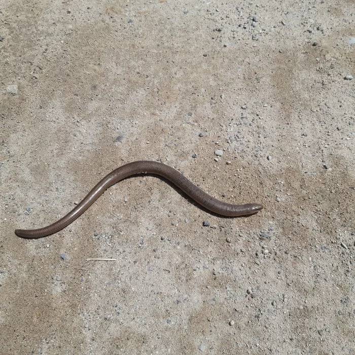 Still a snake or not? - My, What's this?, Reptiles, Wild animals, Video, Longpost