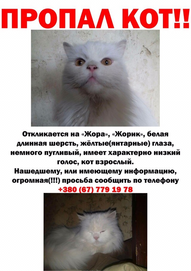 Odessa. The cat is missing, help me find it! - My, Odessa, cat, The missing, No rating, Lost cat, Help, Search for animals