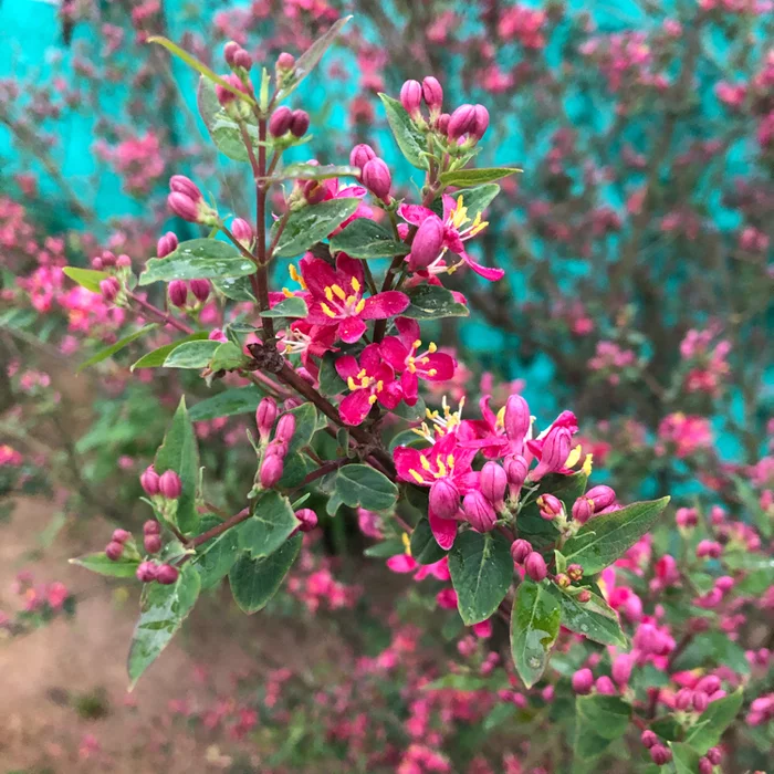 Tell me the name of the plant (shrub) - My, Botany, Gardening, What kind of plant