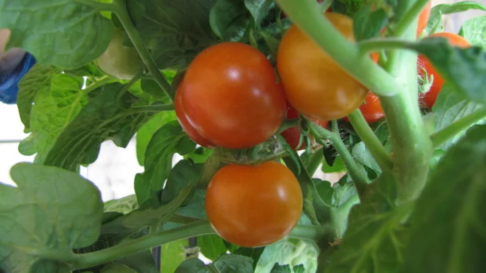 Wow, wow, wow, tomato heaven :D - My, Cherry tomatoes, Vegetable garden on the windowsill, Hydroponics, cat, Longpost