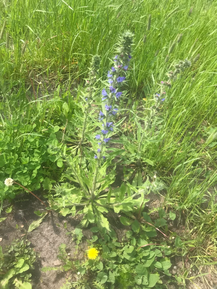 Help me find out the name of the flower - No rating, The strength of the Peekaboo, Flowers