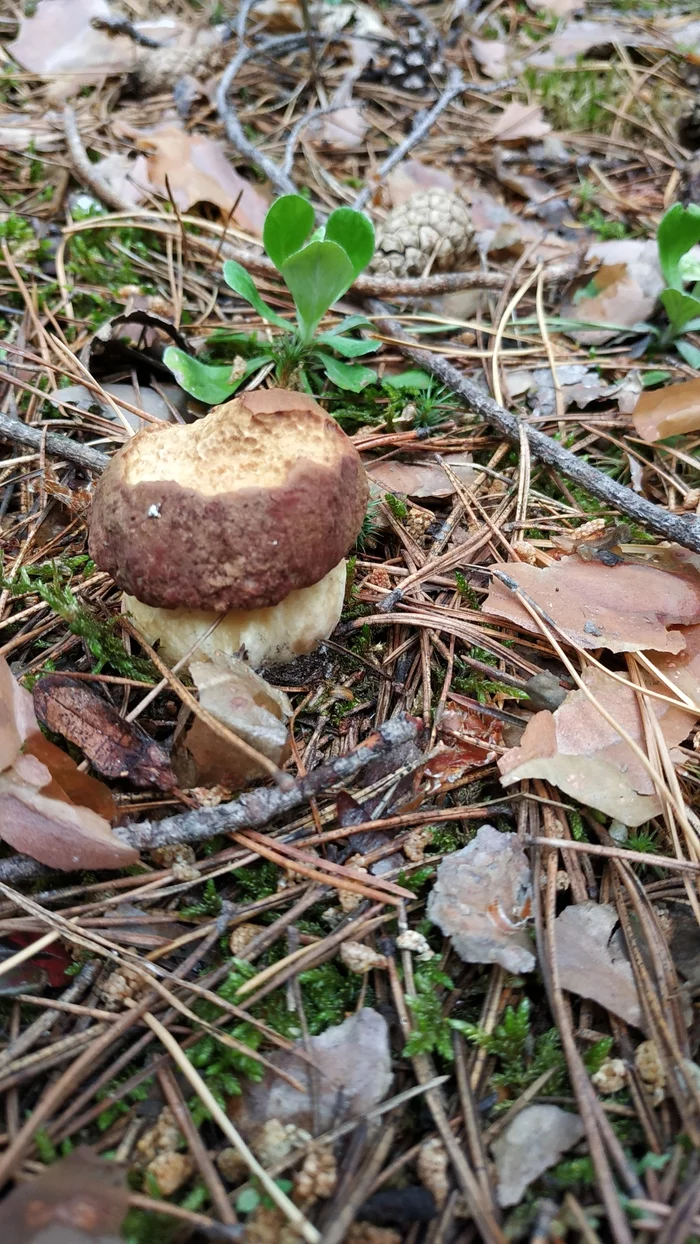 Mushrooms - My, Walk in the woods, Mushrooms, Longpost